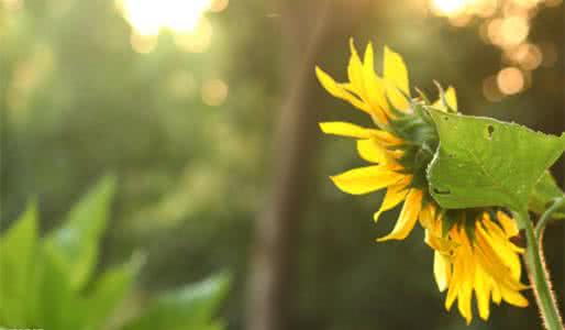 chrome 标题栏 灰色 chrome 高分屏 标题栏 半命题作文标题该如何补充，才能得高分！