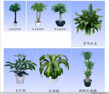 观叶植物的品种大全 室内观叶植物品种、图例、栽培要点