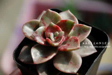 旭鹤多肉 【多肉种植记】旭鹤,与人亲近的多肉植物