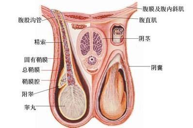 睾丸长疙瘩是怎么回事 睾丸边上有个小疙瘩 睾丸边上有个疙瘩怎么回事呢?