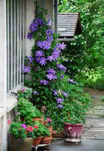 铁线莲栽培实用指南 【家居花园】铁线莲栽培小技巧