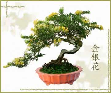 金银花盆景制作方法 金银花盆景养殖方法 金银花的养殖方法和注意事项