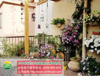 卧室摆花风水 卧室摆花 家庭养花好处多----卧室摆花有讲究