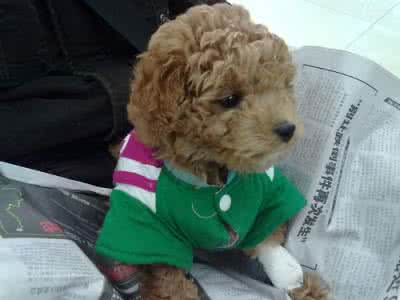 狗狗细小病毒治疗方法 狗狗细小病毒的治疗和方法