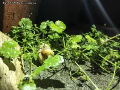 微距拍摄技巧 【园艺摄影】拍摄微距的7个小技巧