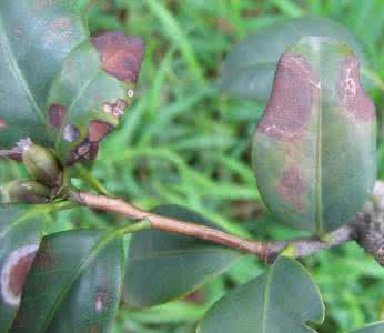 植物炭疽病用什么药 植物炭疽病用什么药 植物炭疽病的原因有哪些