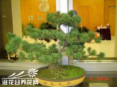 怎么制作蓬莱松盆景 蓬莱松盆景的制作栽培