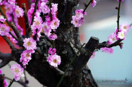 精美flash音画欣赏 精美音画欣赏《梅.花.缘》