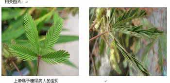 含羞草治糖尿病 转载 我用含羞草治愈母亲的糖尿病