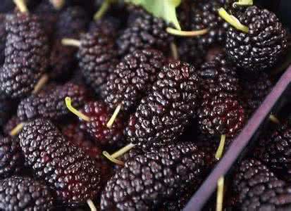 怎么挑选桑葚 如何挑选桑葚