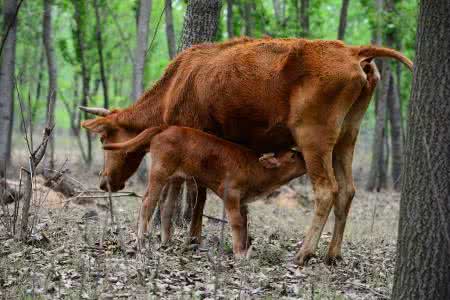 舐犊之情的读音 舐犊之情的读音 舐犊的读音是什么？