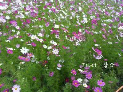 曾经许下的诺言 格桑花下,那曾经斑驳的诺言