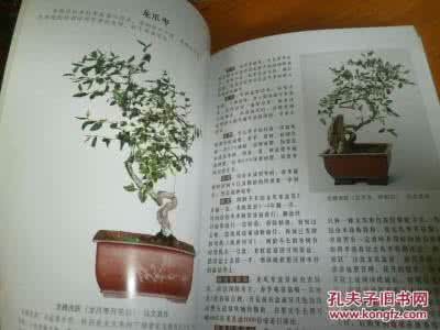 盆景养护手册下载 盆景养护手册