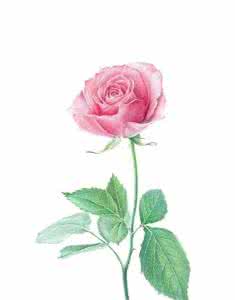 樱花水粉画教程图片 花图教程