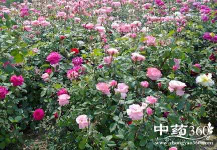 月季花的栽培方法 月季花栽培 月季花怎么养之月季花栽培方法