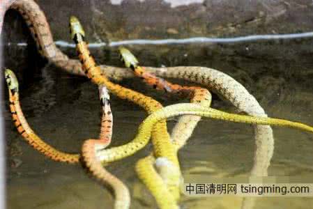 做梦梦见好多蛇 做梦梦见蛇 【做梦梦见蛇好吗】做梦梦见蛇的含义
