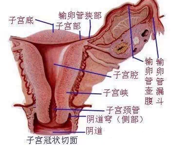 女人保护子宫吃什么好 女人这地方没护好竟毁了子宫