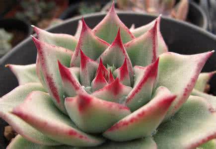 多肉天狼星和乌木区别 天狼星多肉