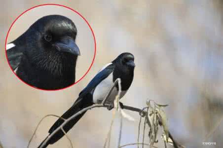 honey select提高画质 不换换器材怎么提高画质