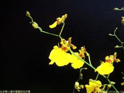 翩翩起舞的意思 翩翩起舞的意思 翩翩起舞文心兰