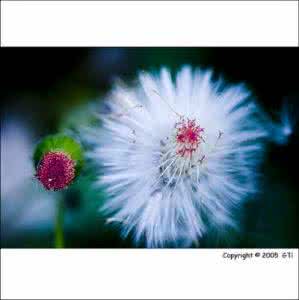 心香一瓣 心香一瓣润冬情