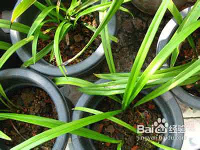 兰花的栽培方法 兰花的栽培方法 兰花的栽培