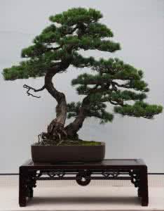 五针松盆景图片 五针松盆景制作及养护