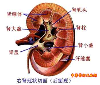 心肝脾肺肾 五脏 五脏概述——肾