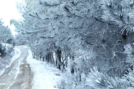 五毛团队落雪 落雪