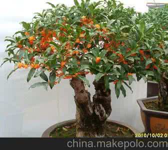 四季桂花的养殖方法 四季桂花 盆栽桂花的养殖方法