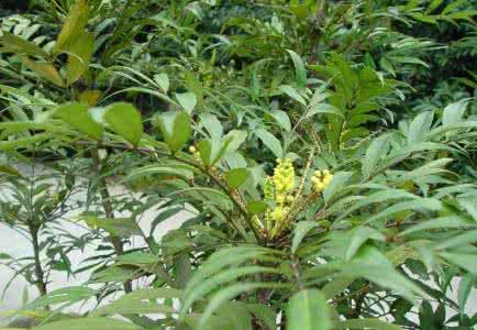 狭叶十大功劳与南天竹 十大功劳 十大功劳叶(黄天竹)【小檗科】