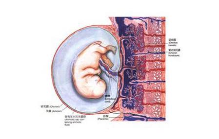 胎盘太大是什么意思 胎盘大是什么意思