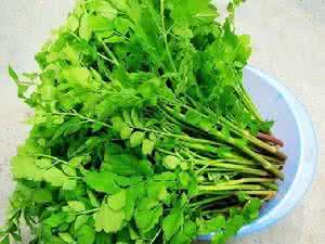 山野菜大叶芹 山芹【中国常见野菜及其食用之四十一】