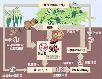 硝化作用和反硝化作用 硝化作用