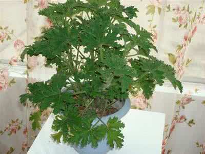 驱蚊草香叶天竺葵 驱蚊草香叶天竺葵 既美观又芳香的驱蚊草香叶天竺葵