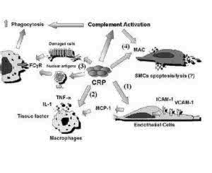 超敏c反应蛋白 超敏c反应蛋白 超敏c反应蛋白的结构是什么