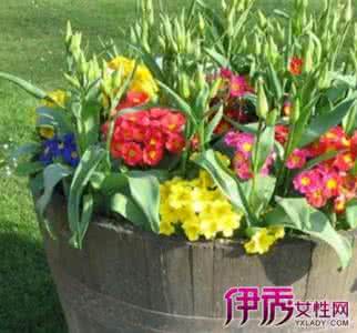 种花养花 养花有技巧,万人分享的种花经验