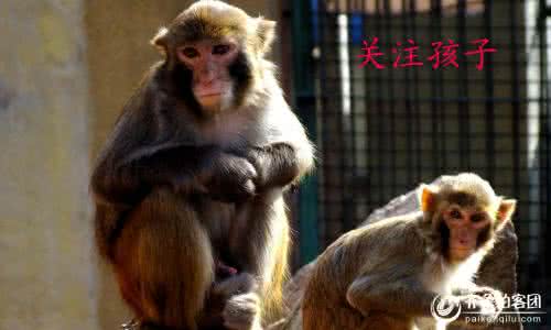 孝猴阅读答案 孝猴  转载