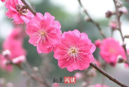 如何催旺桃花运 2015,如何催旺桃花