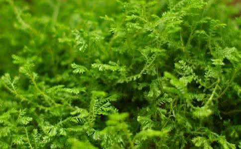 破伤风 专治破伤风神奇妙方二则*