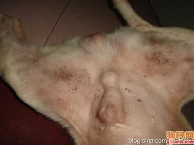 狗狗脓皮症症状 脓 狗狗脓皮病有何症状？如何治疗？