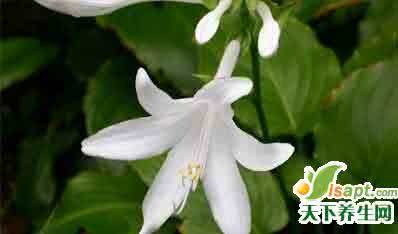 夏天驱蚊草有哪些 夏天哪些花能驱蚊?