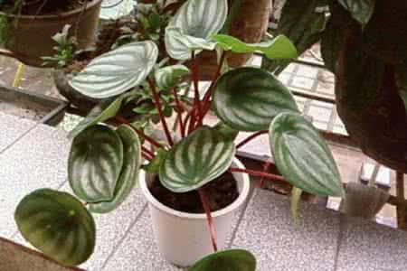白脉椒草养殖养护方法 灰背椒草的养殖方法