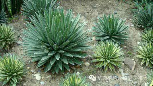 多肉植物科属分类大全 多肉植物科属介绍