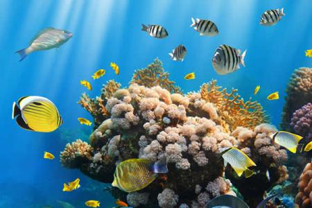 海洋生物资源 海洋生物 海洋生物资源