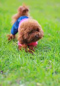 贵宾犬吃什么 贵宾犬饮食习惯介绍