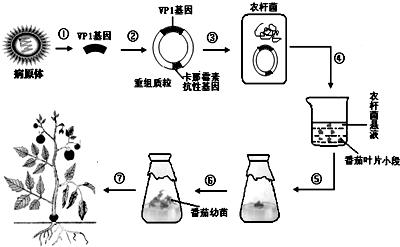 果蝇遗传学 果蝇有害吗 果蝇是研究遗传学的好材料，据图及所学知识回答下列问题：(1)此图是____性果蝇体细胞染色体组成示意