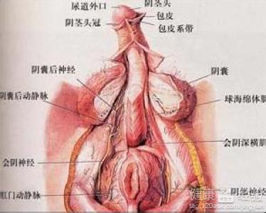 复发性生殖器疱疹 复发性生殖器疱疹 对于已患有生殖器疱疹的患者,预防感染他人和再次复发,应注意什么