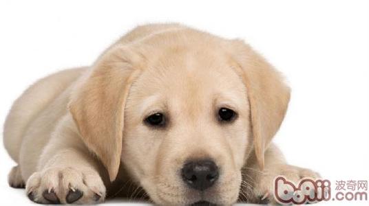 金泰熙照顾rain狗狗 雌性狗狗妊娠期间照顾方式