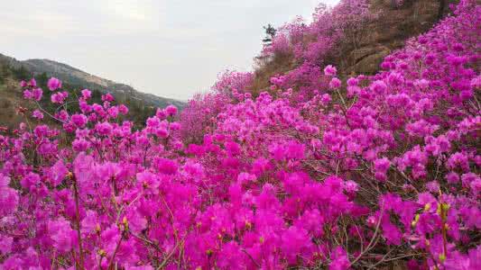 大珠山杜鹃花 大珠山杜鹃花 『花心就1日赏2花,好色就给你2种颜色』大珠山杜鹃花+油菜花田多彩一日游